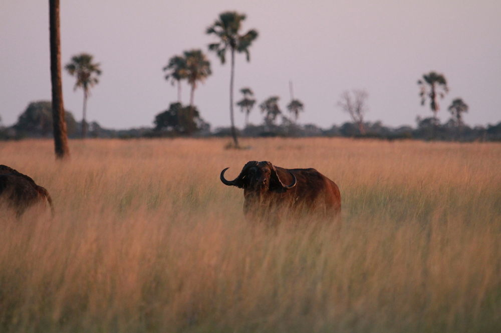 The Hide Safari Camp Hotel Dete Exterior photo